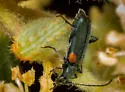 Grammoptera militaris - photo 3
