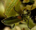 Grammoptera militaris - photo 4