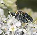 Grammoptera militaris - photo 5