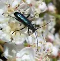 Grammoptera molybdica
