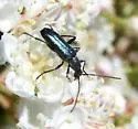 Grammoptera molybdica - photo 2