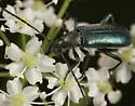 Grammoptera molybdica - photo 3