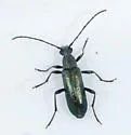 Grammoptera molybdica - photo 4
