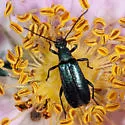 Grammoptera molybdica - photo 5