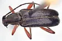 Grammoptera rhodopus