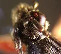 Grammoptera rhodopus - photo 3