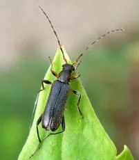 Grammoptera ruficornis