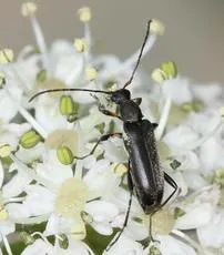 Grammoptera ruficornis - photo 2