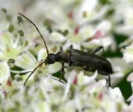 Grammoptera ruficornis - photo 3