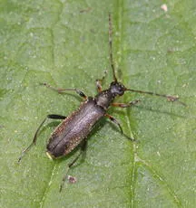 Grammoptera ruficornis - photo 4