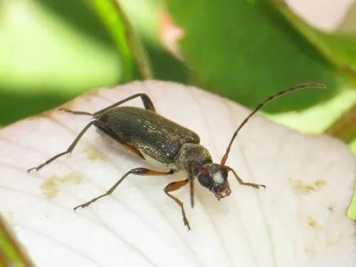 Grammoptera ruficornis - photo 5