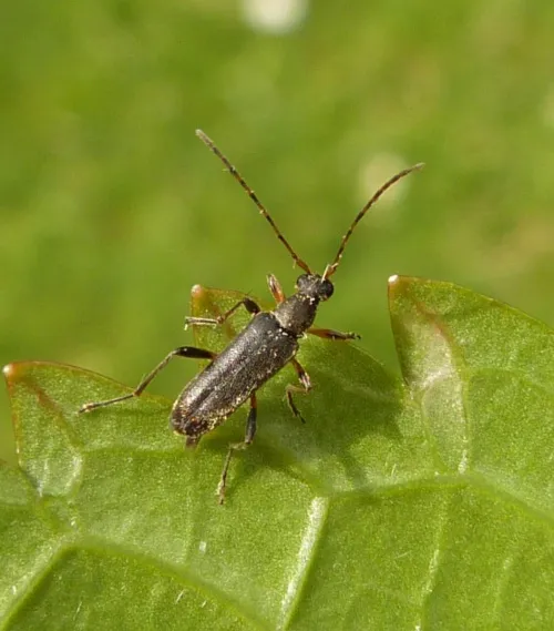 Grammoptera ruficornis - photo 6