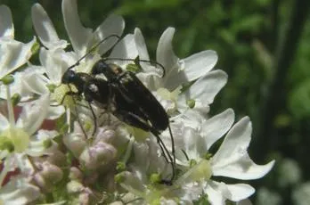 Grammoptera ruficornis - photo 7