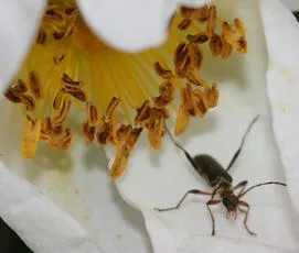Grammoptera ruficornis - photo 8