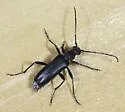 Grammoptera subargentata - photo 2