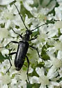 Grammoptera subargentata - photo 3