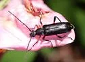 Grammoptera subargentata - photo 4