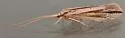 Grammotaulius bettenii