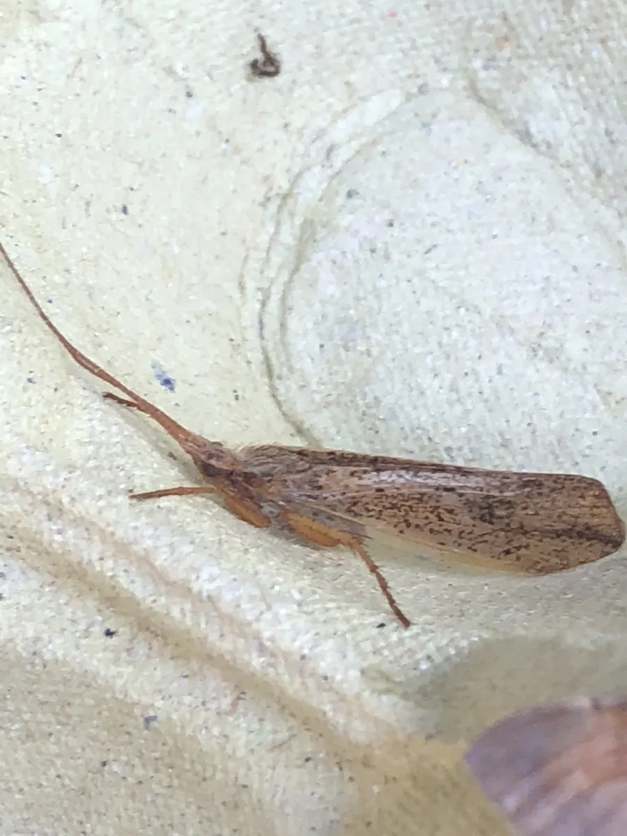 Grammotaulius nigropunctatus - photo 3