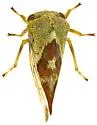 Grandolobus grandis - Grandolobus grandis