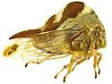 Grandolobus grandis - photo 2