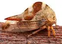 Grandolobus grandis - photo 4
