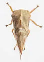 Grandolobus grandis - photo 5