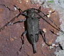 Graphisurus despectus - photo 2