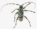 Graphisurus despectus - photo 3