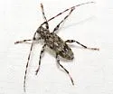 Graphisurus despectus - photo 4