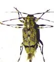 Graphisurus despectus - photo 5
