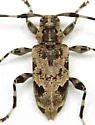 Graphisurus triangulifer