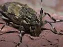 Graphisurus triangulifer - photo 2