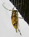 Graphisurus triangulifer - photo 3