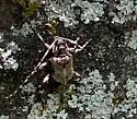 Graphisurus triangulifer - photo 5