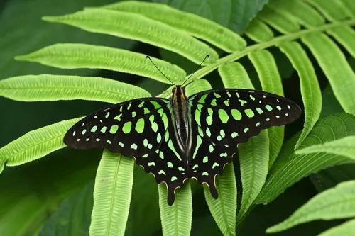 Tailed Jay - photo 4