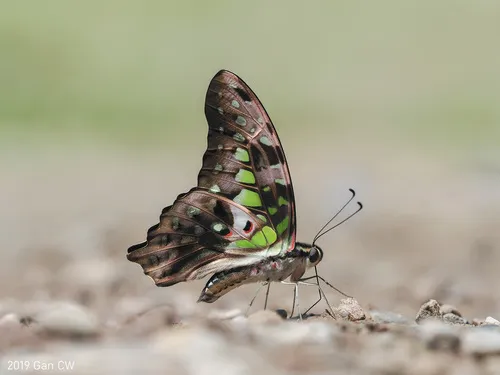Tailed Jay - photo 5