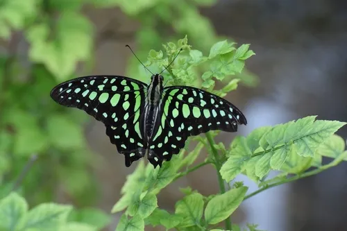 Tailed Jay - photo 6