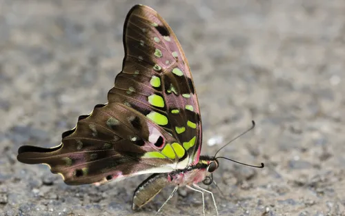 Tailed Jay - photo 7