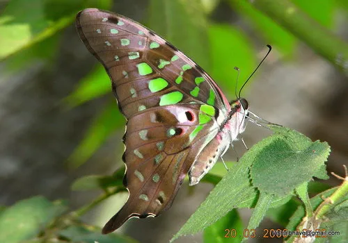 Tailed Jay - photo 8
