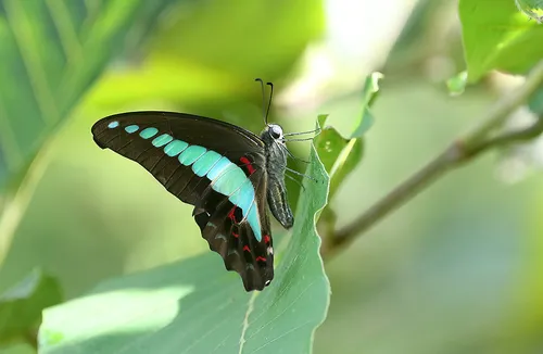 Common Bluebottle - photo 3