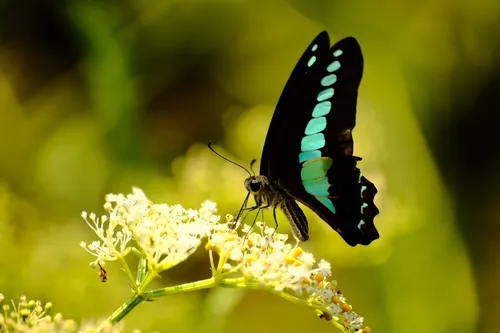 Common Bluebottle - photo 4