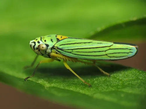 Blue-green Sharpshooter - photo 2