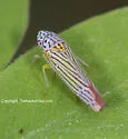 Graphocephala aurora