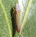 Graphocephala aurora - photo 2