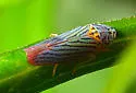 Graphocephala aurora - photo 3