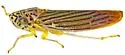 Graphocephala aurora - photo 4