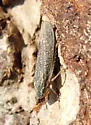 Willow Leafhopper