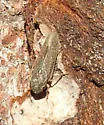 Willow Leafhopper - photo 2