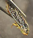 Willow Leafhopper - photo 3